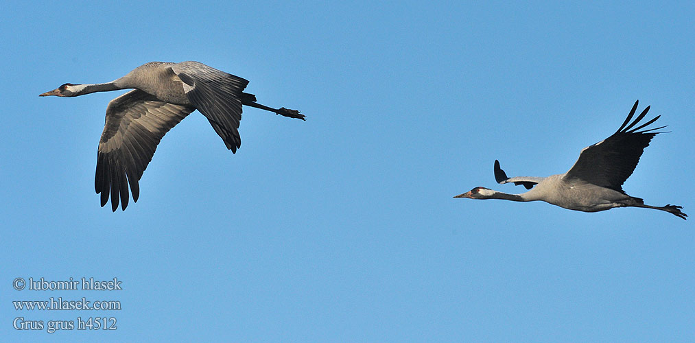 Žeriav popolavý Dzërve Sookurg Grus grus