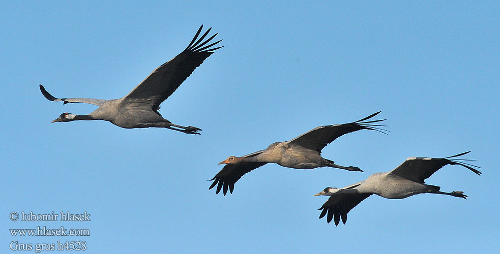 Sookurg Grus grus Common Crane Kranich