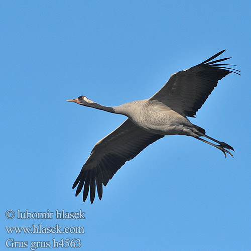 Grus grus Grue cendrée Grulla Común