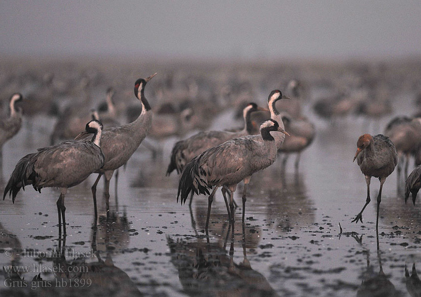 Grus grus 灰鶴 Журавль серый クロヅル الكٌركي 검은목두루미