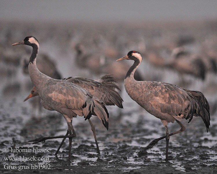 Grus grus Журавль серый クロヅル الكٌركي 검은목두루미