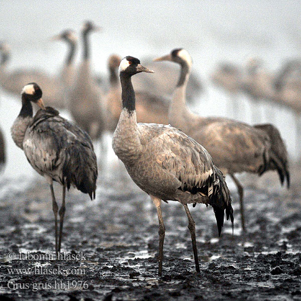 Grus grus クロヅル الكٌركي 검은목두루미 Γερανός