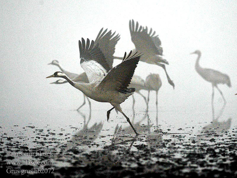 Grus grus Γερανός Grou-comum Сірий журавель