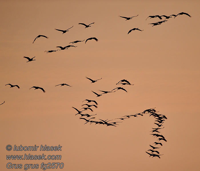 Common Crane Grus grus