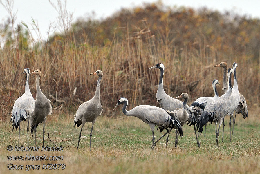 Kranich Grus grus