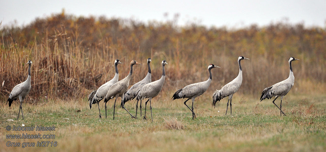 Grue cendrée Grus grus