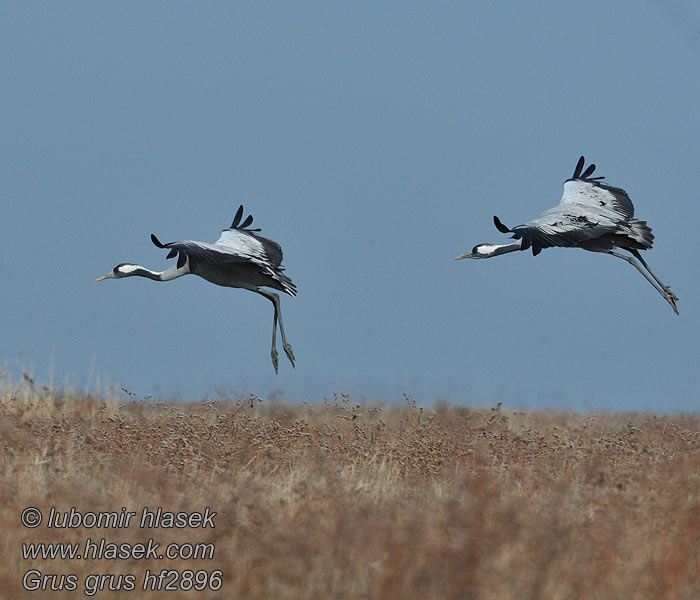 Grulla Común Grus grus