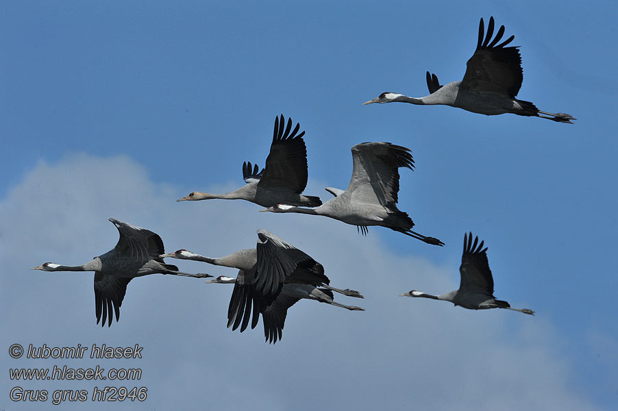 Kraanvogel Grus grus