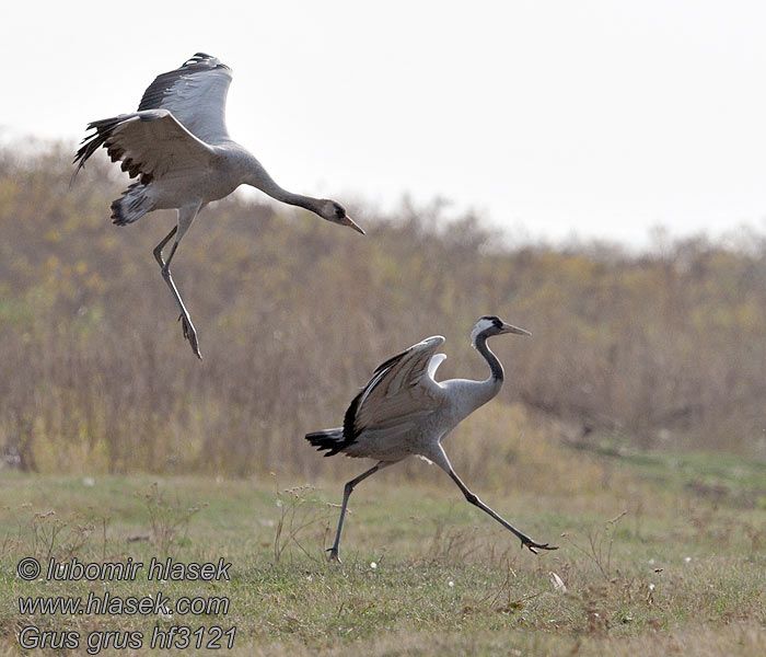 クロヅル Grus grus