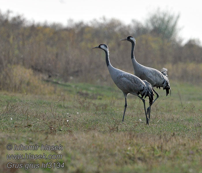 الكٌركي Grus grus