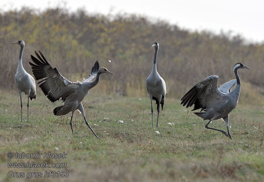 검은목두루미 Grus grus