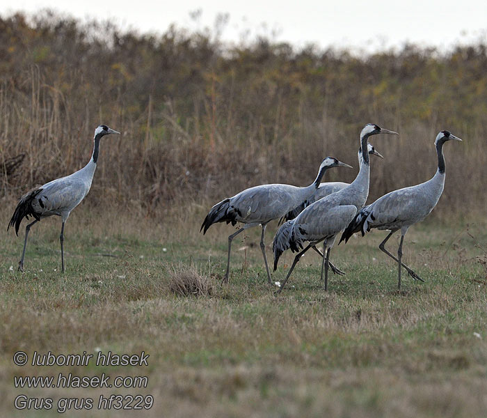 Γερανός Grus grus