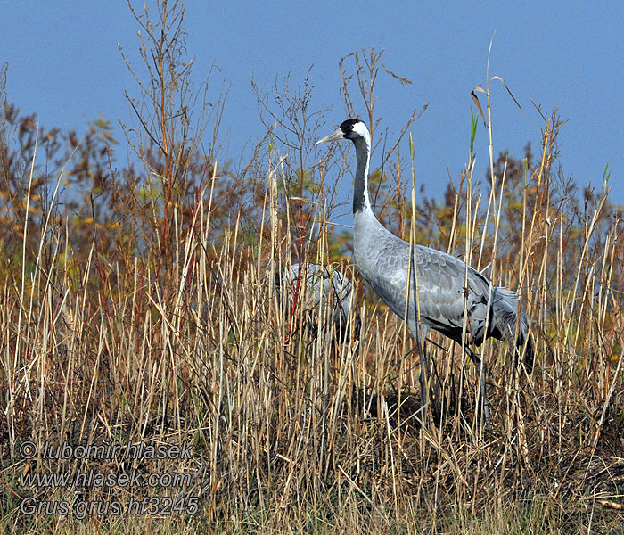 Grou-comum Grus grus