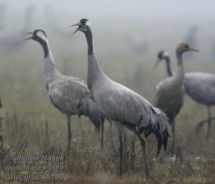 Сірий журавель Grus grus