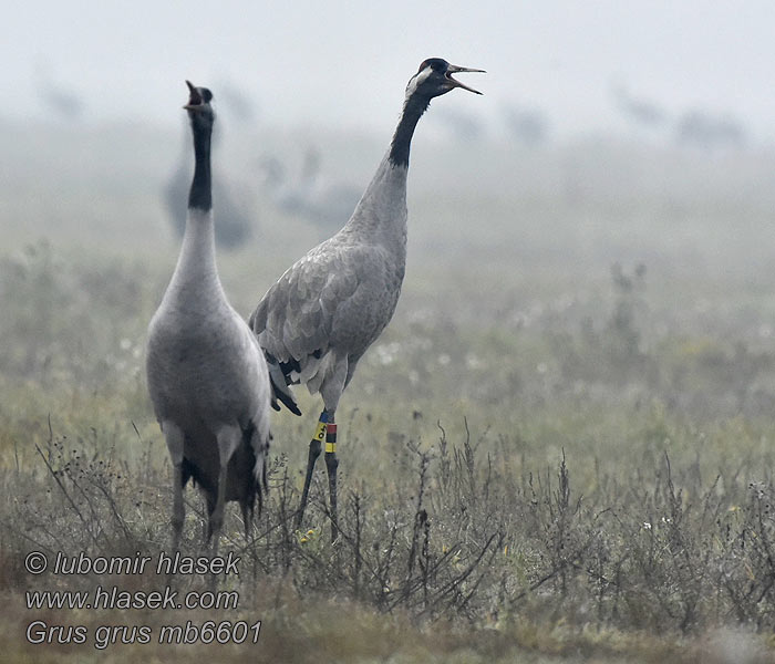 Żuraw Grus grus