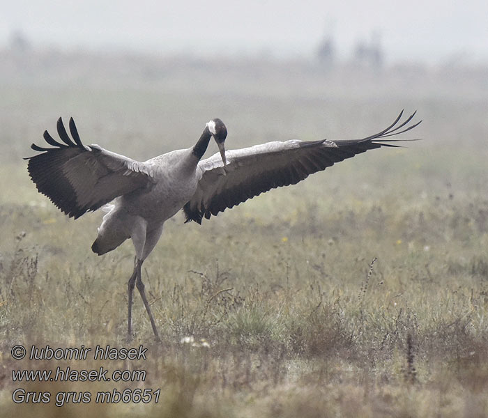 Žeriav popolavý Grus grus