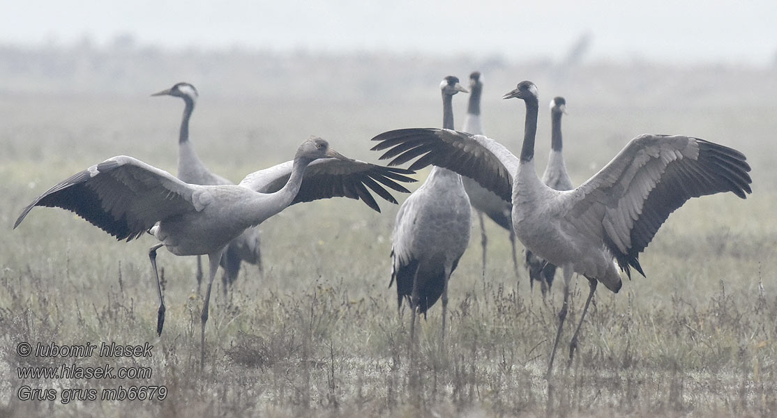 Dzërve Sookurg Grus grus