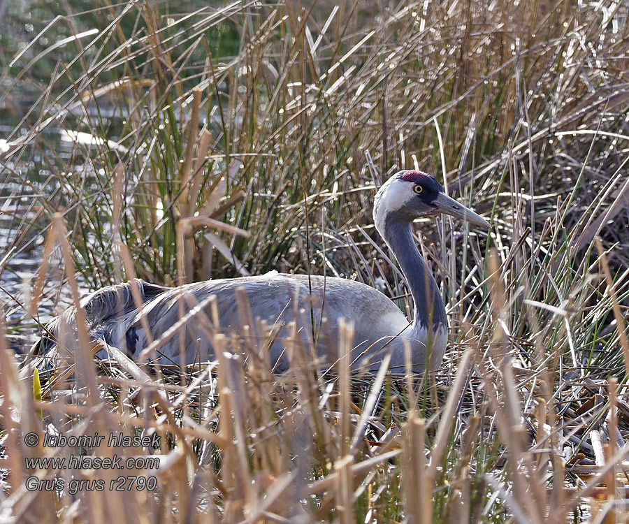 Grus grus