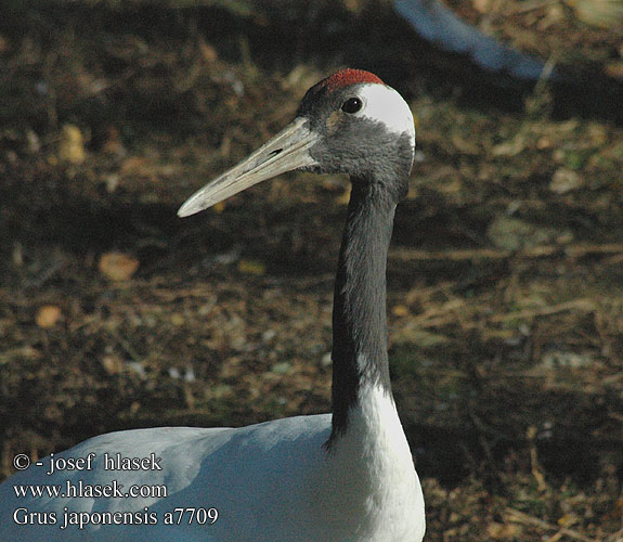 Grus japonensis Red-crowned Japanese Manchurian Crane Japansk Trane