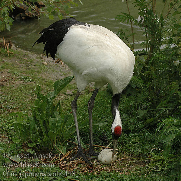 Grus japonensis ah6448