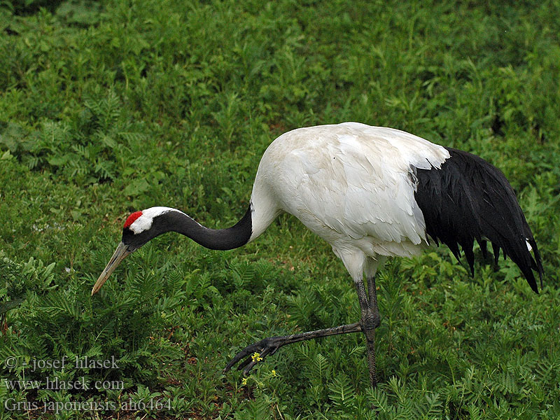 Jeřáb mandžuský Grus japonensis Red-crowned Japanese Manchurian Crane