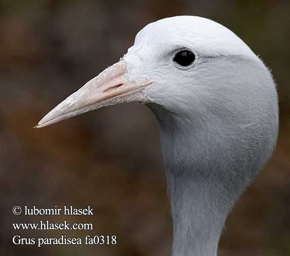 Grulla Paraíso Африканская красавка Anthropoides paradisea Grus Blue Stanley Crane Paradistrane Hopeakurki Grue paradis Paradijskraanvogel Paradijs kraanvogel Grulla Paraíso Kék darvakkal Paradieskranich Żuraw rajski Jeřáb rajský