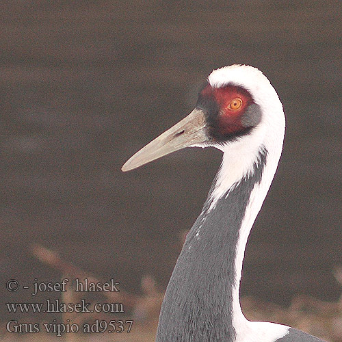 Grus vipio White-naped Cranes Hvidhalset trane Silmälasikurki