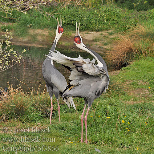 Beyaz boyunlu turna Grus vipio White-naped Cranes Hvidhalset trane