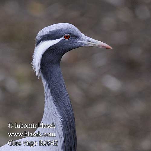 Grue demoiselle Grulla Damisela Jeřáb panenský