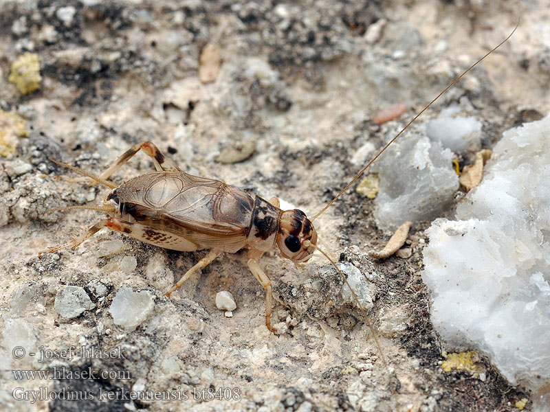 Gryllodinus kerkennensis