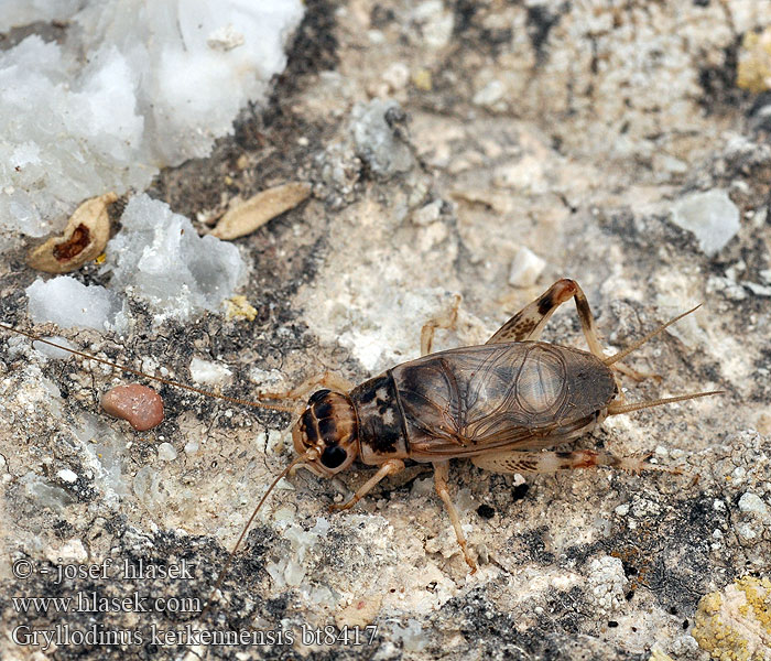 Gryllodinus kerkennensis