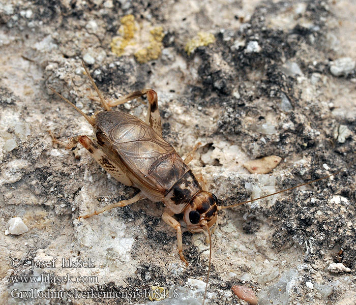 Gryllodinus kerkennensis