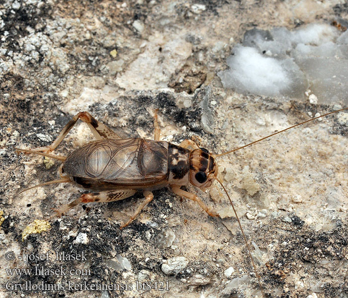 Gryllodinus kerkennensis