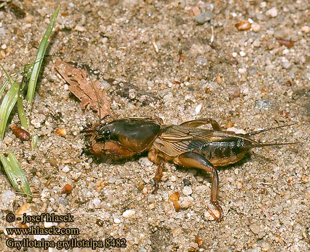 Gryllotalpa gryllotalpa European mole cricket Krtonožka obecná Europäische Maulwurfsgrille Turkuć podjadek Courtilière Veenmol Обыкновенная медведка Maamyyräsirkka Попово прасе Lótücsök Bleizig-teil ערצב הגינה მახრა Zemesvēzis Paprastasis kurklys 欧洲蝼蛄 Rovac mrmak Grillotalpa Grillo talpa ケラの一種 Jordsiriss Coropişniţa Medvedík obyčajný Navadni bramor Alacrán cebollero Grillotopo Mullvadssyrsa Danaburnu Boвчoк звичaйний Кaпycтянкa