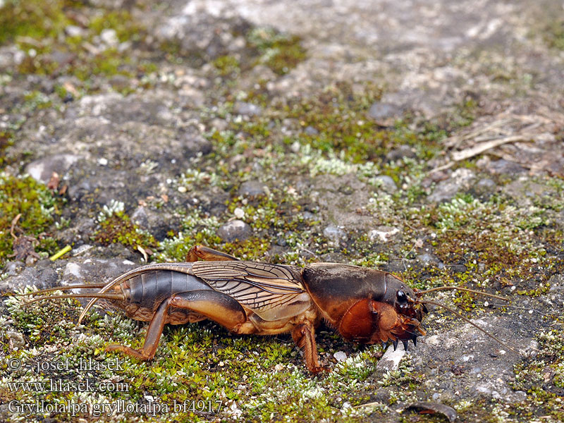 Alacrán cebollero Grillotopo Mullvadssyrsa Danaburnu Boвчoк звичaйний Кaпycтянкa Gryllotalpa gryllotalpa European mole cricket Krtonožka obecná Europäische Maulwurfsgrille Turkuć podjadek Courtilière Veenmol Обыкновенная медведка Maamyyräsirkka Попово прасе Lótücsök Bleizig-teil ערצב הגינה მახრა Zemesvēzis Paprastasis kurklys 欧洲蝼蛄 Rovac mrmak Grillotalpa Grillo talpa ケラの一種 Jordsiriss Coropişniţa Medvedík obyčajný Navadni bramor