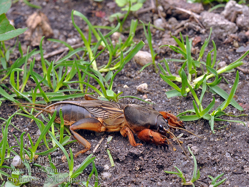 Boвчoк звичaйний Кaпycтянкa Gryllotalpa gryllotalpa European mole cricket Krtonožka obecná Europäische Maulwurfsgrille Turkuć podjadek Courtilière Veenmol Обыкновенная медведка Maamyyräsirkka Попово прасе Lótücsök Bleizig-teil ערצב הגינה მახრა Zemesvēzis Paprastasis kurklys 欧洲蝼蛄 Rovac mrmak Grillotalpa Grillo talpa ケラの一種 Jordsiriss Coropişniţa Medvedík obyčajný Navadni bramor Alacrán cebollero Grillotopo Mullvadssyrsa Danaburnu