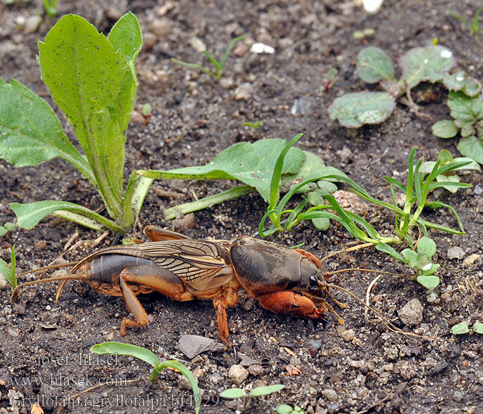 European mole cricket Krtonožka obecná Europäische Maulwurfsgrille Turkuć podjadek Courtilière Veenmol Обыкновенная медведка Maamyyräsirkka Попово прасе Lótücsök Bleizig-teil ערצב הגינה მახრა Zemesvēzis Paprastasis kurklys 欧洲蝼蛄 Rovac mrmak Grillotalpa Grillo talpa ケラの一種 Jordsiriss Coropişniţa Medvedík obyčajný Navadni bramor Alacrán cebollero Grillotopo Mullvadssyrsa Danaburnu Boвчoк звичaйний Кaпycтянкa Gryllotalpa gryllotalpa