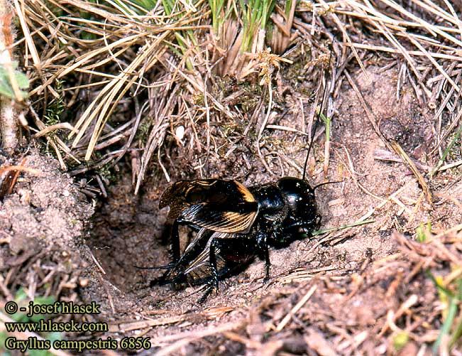 Gryllus campestris Field Cricket Feldgrille Grillon champs