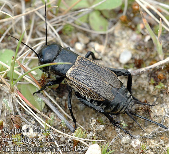 Gryllus campestris Field Cricket Feldgrille