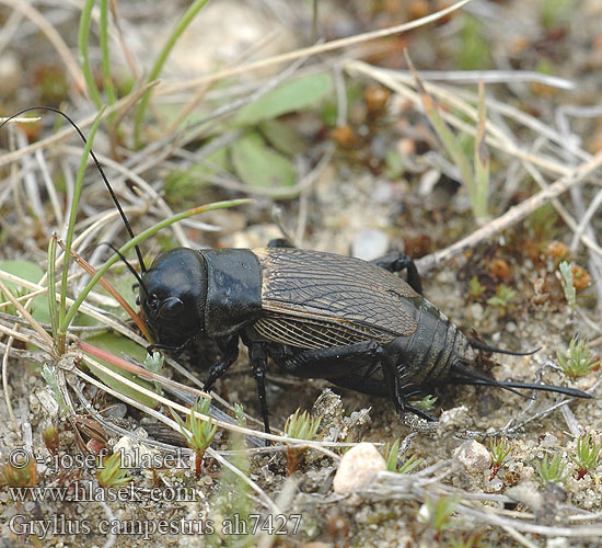 Gryllus campestris Cvrček polní Grillo campestre