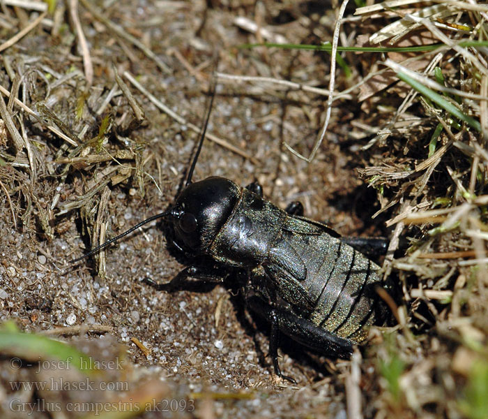 Cvrček polní Gryllus campestris