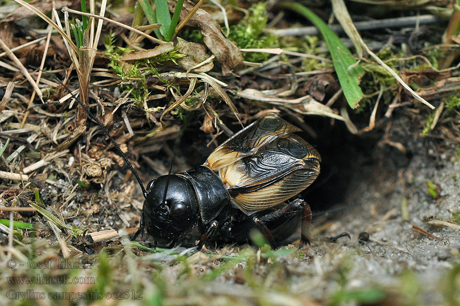 Gryllus campestris