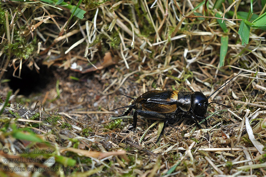 Gryllus campestris