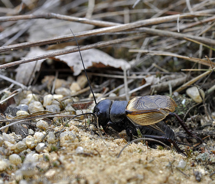 Fältsyrsa Gryllus campestris Cvrček polní