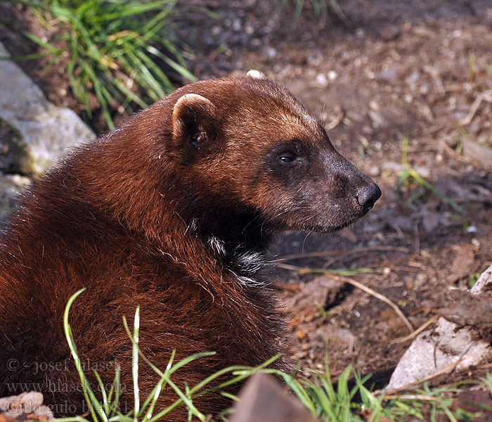 Gulo gulo European wolverines Rosomák sibiřský Vielfraß Росомаха