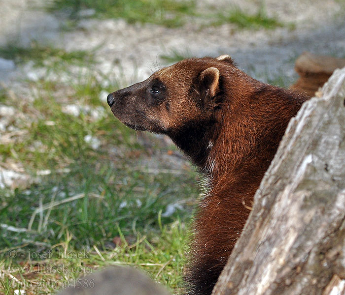 Rosomak Glouton Carcajou Veelvraat Rozsomák Järv Glotón Jatu クズリ 貂熊