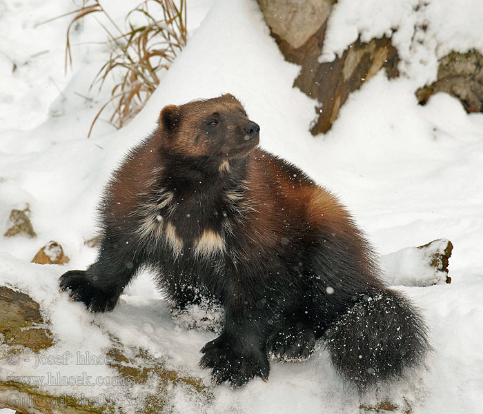 European wolverines Gulo gulo