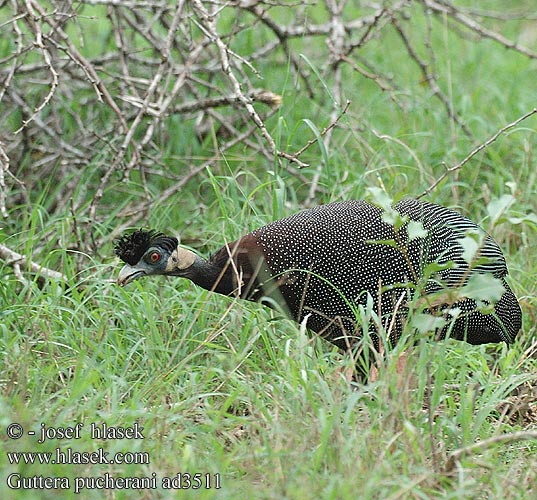 Guttera pucherani Crested guineafowl Kenyaperlehøne Krøltoppet perlehøne Töyhtöhelmikana Pintade Huppée Pucheran Kroonparelhoen Faraona Crestata Numida ciuffo Kräuselhauben-Perlhühner Kräusel-Haubenperlhuhn Perlica czubata Perlička chocholatá Guineo moñudo Kuifkoptarentaal カンムリホロホロチョウ Fraca cristata Хохлатая цесарка Parykkperlehøne