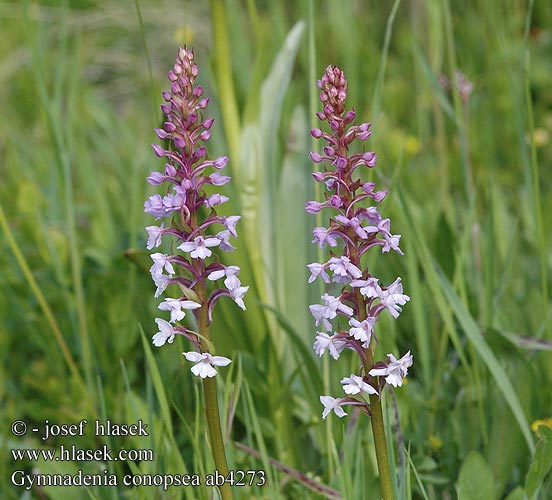 Orchis moucheron Grote muggenorchis Brudsporre Langakset Trådspore