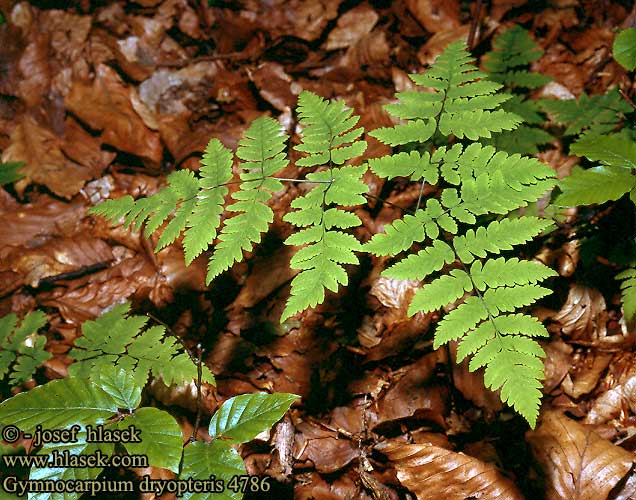 Gymnocarpium dryopteris Oak fern Fugletelg Metsäimarre Gebogen beukvaren